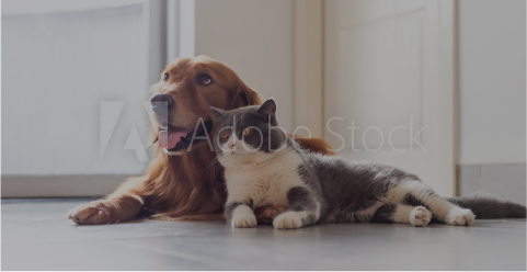 ペットと暮らす住まい